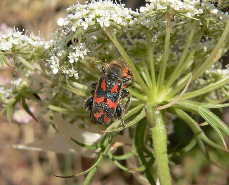 Uno strano Trichodes: Trichodes ammios